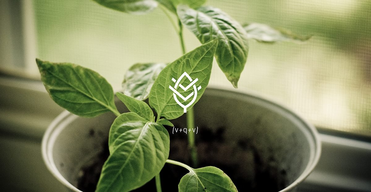 VQV素食餐廳品牌設計