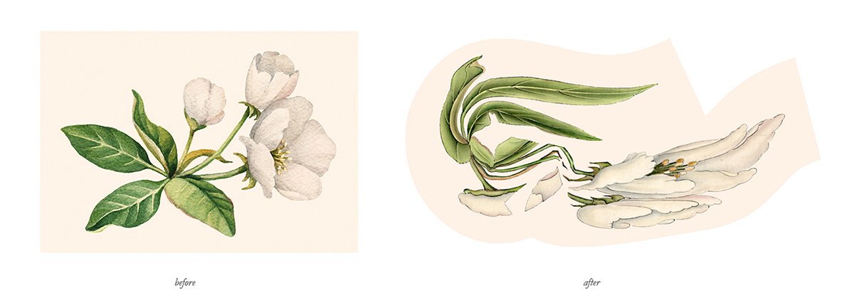 深圳VI設計 深圳VI策劃 茶查理花茶VI形象設計 插畫設計