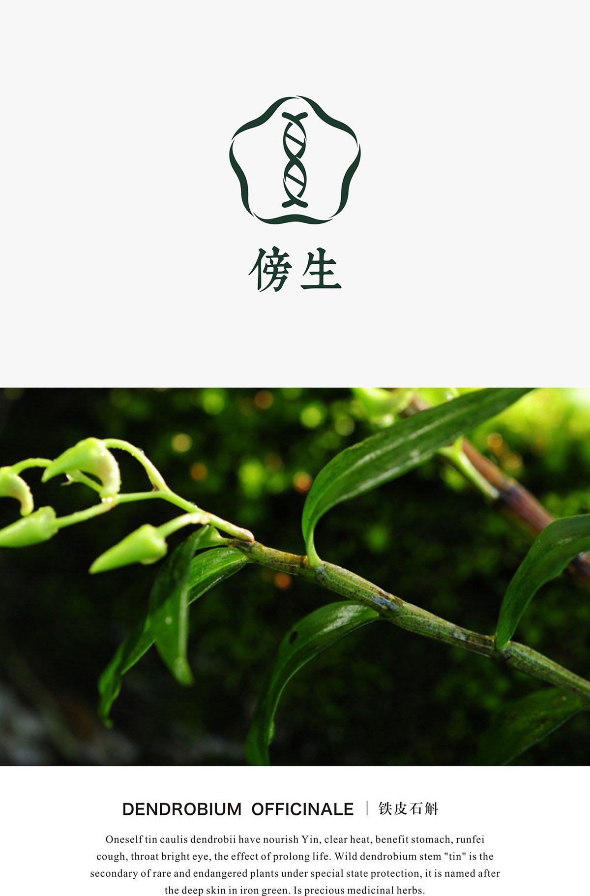 深圳VI設計 深圳VI策劃 鐵皮石斛VI形象設計展示 標志設計